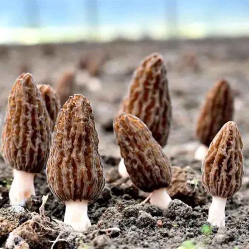 Сморчки обрезанные (1)